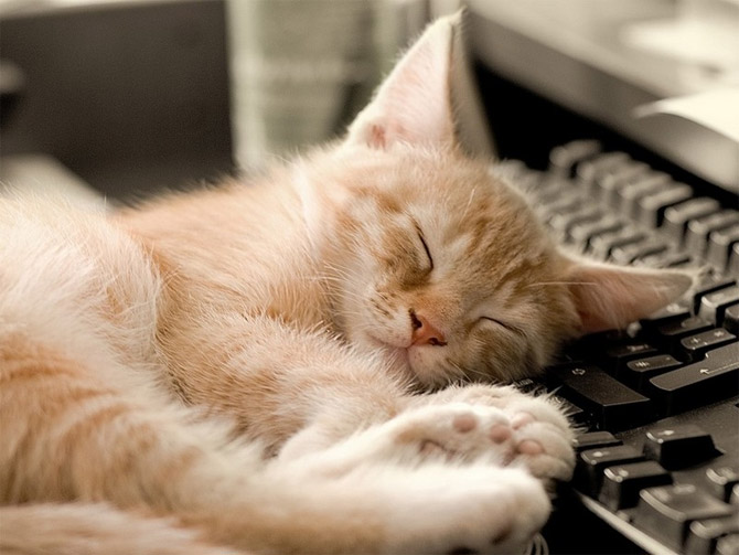 lazy_cat